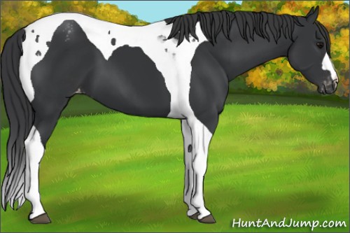 Horse Color:Black Tobiano Appaloosa 