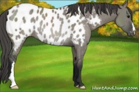 Horse Color:Grullo Appaloosa Rabicano 