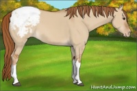 Horse Color:Red Dun Snowcap 