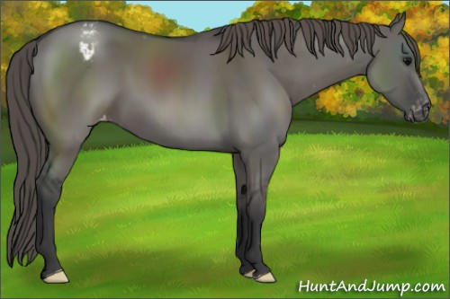 Horse Color:Grullo Appaloosa 