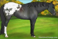 Horse Color:Black Appaloosa 