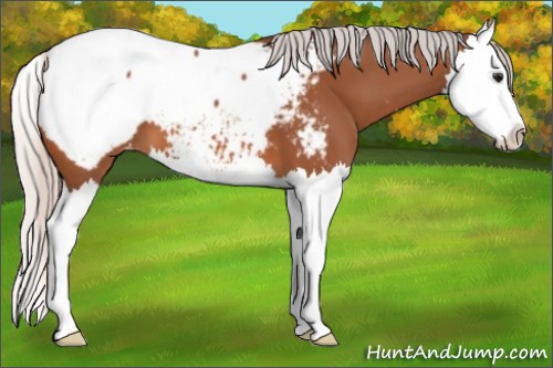 Horse Color:Silver Bay Splash Appaloosa 