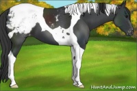 Horse Color:Black Tobiano Snowcap 