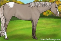 Horse Color:Silver Grullo Snowcap 