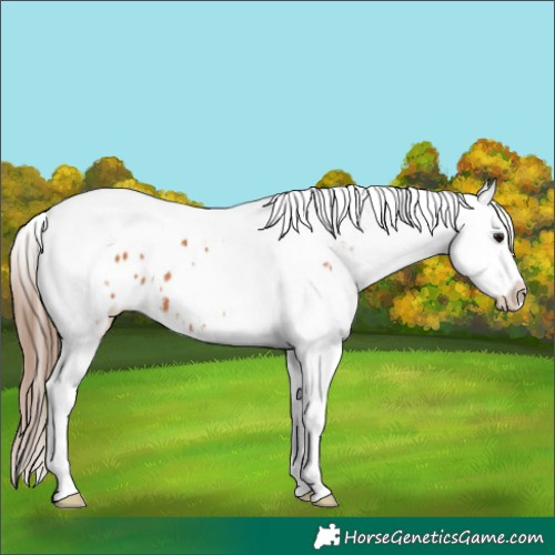 Horse Color:Bay Splash Tobiano Near Leopard  and White Spotted Bay Splash Near Leopard 