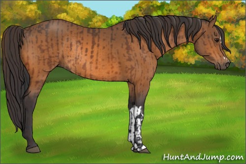 Horse Color:Brown Rabicano  and Buckskin Rabicano 