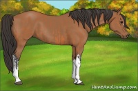 Horse Color:Bay and Bay