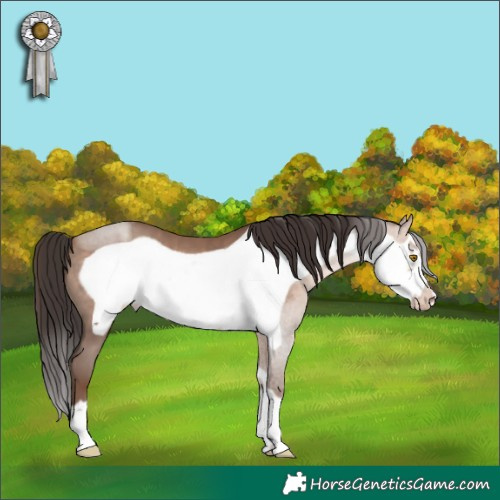 Horse Color:Sable Champagne Frame 