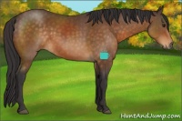 Horse Color:Buckskin Sabino