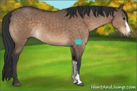 Horse Color:Brown Dun 