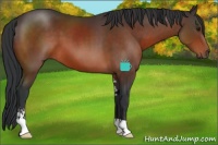Horse Color:Brown Sabino