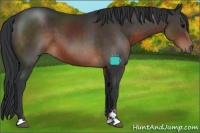 Horse Color:Brown Sabino 
