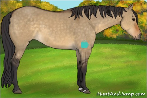 Horse Color:Buckskin Dun 