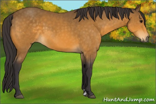 Horse Color:Buckskin Sabino