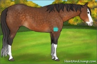 Horse Color:Buckskin Splash 