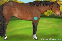 Horse Color:Buckskin Sabino Rabicano 