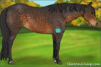 Horse Color:Buckskin Sabino 