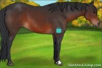 Horse Color:Brown Sabino 