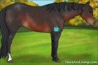 Horse Color:Brown Sabino 