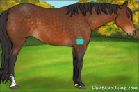 Horse Color:Buckskin Sabino