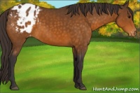 Horse Color:Buckskin Appaloosa