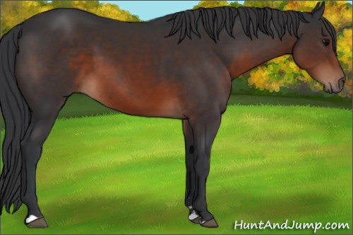 Horse Color:Brown Sabino 