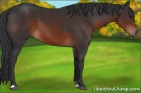 Horse Color:Brown Sabino 