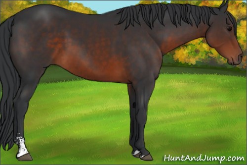 Horse Color:Brown Sabino 