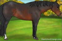 Horse Color:Brown Sabino