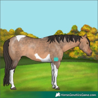 Horse Color:Bay Dun Tobiano 