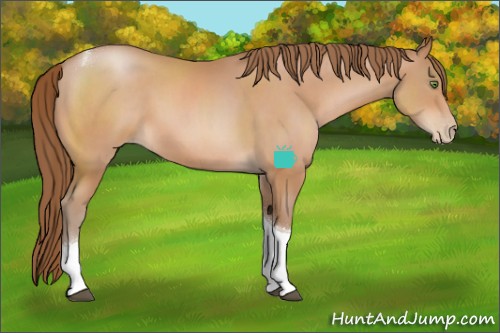 Horse Color:Bay Pearl Tobiano