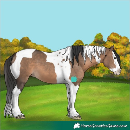 Horse Color:Brown Dun Splash Tobiano 