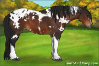 Horse Color:Gray White Spotted Bay Tobiano Blanket 