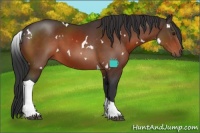Horse Color:White Spotted Brown Tobiano Rabicano 