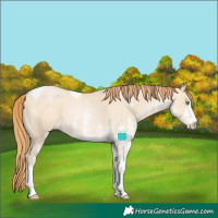 Horse Color:White Spotted Smoky Grullo Pearl Tobiano 