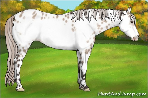 Horse Color:Silver Brown Dun Frame Appaloosa Rabicano 