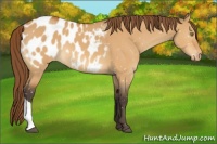 Horse Color:Buckskin Dun Appaloosa 