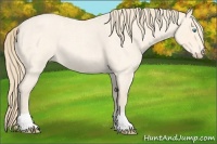 Horse Color:Perlino Roan 