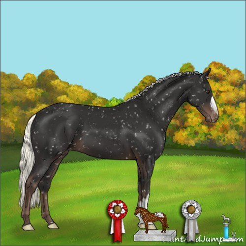Horse Color:Liver Chestnut Mushroom Appaloosa 
