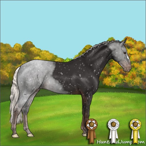 Horse Color:Liver Chestnut Mushroom Appaloosa