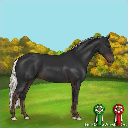 Horse Color:Liver Chestnut Mushroom 