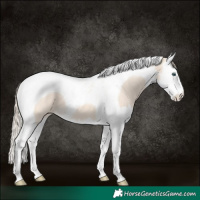 Horse Color:Perlino Splash Tobiano 