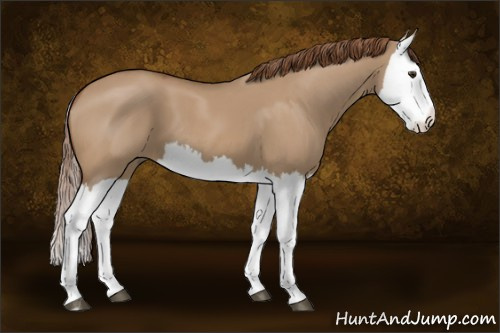 Horse Color:Red Dun Splash 