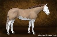 Horse Color:Red Dun Splash 
