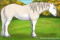 Horse Color:Perlino Roan Splash 