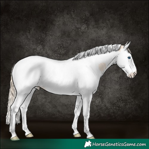 Horse Color:Perlino Splash Tobiano 