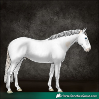 Horse Color:Perlino Splash Tobiano 