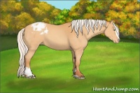 Horse Color:Silver Sable Cream Champagne Sabino Appaloosa 