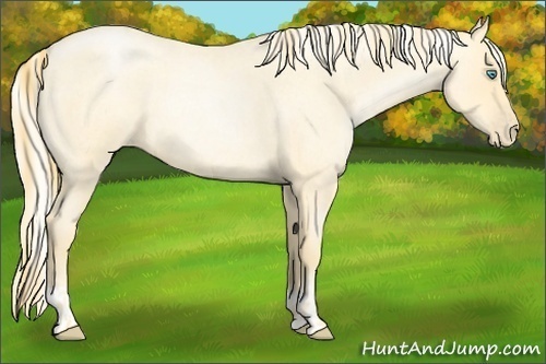Horse Color:Buckskin Roan Pearl  and Silver Buckskin Roan Pearl 