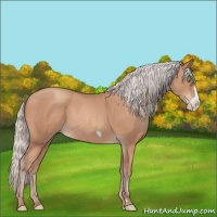 Horse Color:Silver Sable Champagne Frame 